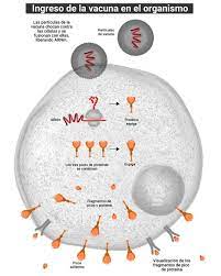 Check spelling or type a new query. Como Funciona La Vacuna De Moderna Contra El Coronavirus Infobae