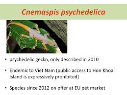 Vietnam, ca mau province, ngoc hien district, hon khoai island. Nationally Protected Internationally Sold Off Eu A Main Market For Endemic Herps Dr Sandra Altherr Ceeweb Seminar Budapest 17 Th June Ppt Download