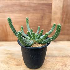 carolinamurugantemple.org