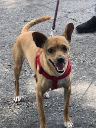 Since its inception in 1993, thousands of animals have been placed into loving, permanent homes. Dog For Adoption Chico A Miniature Pinscher Chihuahua Mix In Gainesville Ga Petfinder