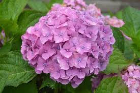 Bunga teratai ini sangat indah dipandang, warnanya merah muda(pink). Bunga Hydrangea Bunga Bunga Alam Taman Berwarna Merah Muda Taman Kecil Cantik Semak Warna Pink Pikist