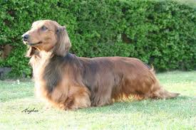 The breed's long hair is especially noticeable on its ears, chest, and tail. Longhaired Dachshunds Long Haired Dachshund Long Haired Dogs Long Haired Miniature Dachshund