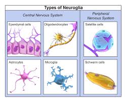 Neuroglia Glial Cells Nervous System Neuroscience