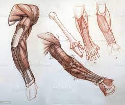 Tutorial To Draw The Muscles And Skeleton Of Person Human Anatomy Body  Parts In Drawing Stock Photo - Download Image Now - Istock