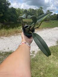 Image result for Bulbophyllum burttii