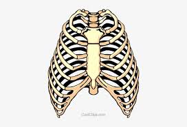 All png images can be used for. Rib Cage Png Clipart Rib Clipart Transparent Png 400x480 Free Download On Nicepng