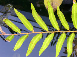 Image result for Acrostichum