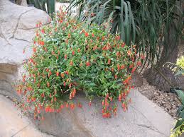 Image result for Kalanchoe manginii