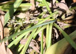 Image result for Tulbaghia acutiloba