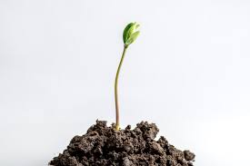 I germogli, invece, sono ricavati dalla pianta appena nata ed hanno un sapore molto delicato e si prestano ad essere utilizzati nelle insalate i derivati della soia più comuni. I Mille Benefici Della Soia Fondazione Umberto Veronesi