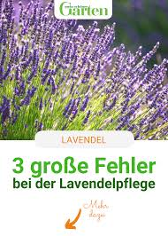 Die 3 Grossten Fehler Bei Der Lavendelpflege In 2020 Garten Lavendel Lavendel Pflanzen Bepflanzung