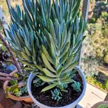 Image result for tbn:HNtrRnQBmFuaxM::www.bluechopsticks.com/img_large/800CC_0805S1015.jpg