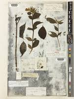 Image result for Sclerochiton vogelii