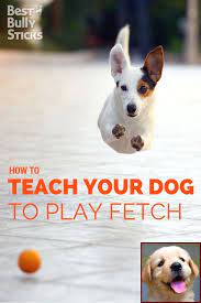 Zak george's dog training revolution channel uses all positive training techniques and covers a wide range of topics. 1 Have Dog Behavior Problems Learn About Potty Training Puppy High Rise Apartment And Dog Training Co Dog Clicker Training Dog Behavior Problems Dog Training