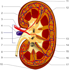 Renal disease can be divided into disease without failure of kidney function and kidney failure itself, which divides into chronic and acute forms. Nephrology Wikipedia