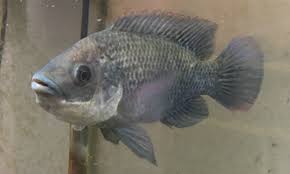 Hydroponic fish tanks are available in. Aquaponics Combining Fish Farming And Hydroponics For Clean Water