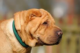 For et årligt kontingent får du medlemskab i hjerteforeningen. Shar Pei Chinesischer Faltenhund 2019 Charakter Wesen Hunde Fan De