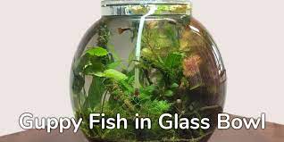 Can Guppy Fish Live In A Glass Bowl