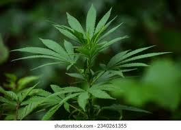 Image result for Cannabaceae