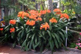 Again this is the mix we are using today so depending on what we are doing it can be. Clivia Wisconsin Horticulture
