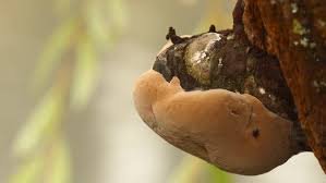 Image result for Phellinus pomaceus