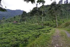 Masih berbicara mengenai seputar aktivitas yang saat ini banyak diminati oleh berbagai kalangan, yaitu mendaki gunung. Kebun Teh Medini Cantiknya Saingi Kebun Teh Puncak