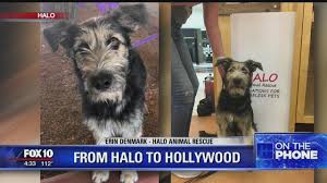 From halopedia, the halo wiki. Dog Adopted From Phoenix Animal Shelter Gets Big Break In Upcoming Disney Movie