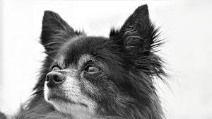 Chihuahua Kopek Kucuk Pixabay De Ucretsiz Fotograf