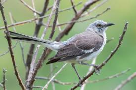 To kill a mockingbird rises to the top of the pile easily. Northern Mockingbird