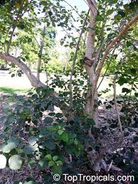 Image result for Cordia goetzei