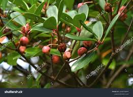 Image result for Pentaphylacaceae