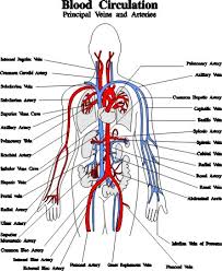 Blood vessels labeled head : Blood Vessels Arteries Capillaries Veins Vena Cava Central Veins Lhsc