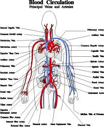 Thoracic aorta, celiac trunk, superior mesenteric artery, inferior mesenteric artery, and common iliac arteries (with its terminal branches internal iliac and external iliac arteries). Blood Vessels Arteries Capillaries Veins Vena Cava Central Veins Lhsc