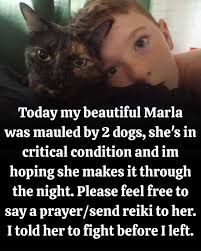 Today has been one of the hardest days. My beautiful Marla was attacked by  two dogs and is now in critical condition at the emergency vet. I'm  absolutely heartbroken and terrified, just