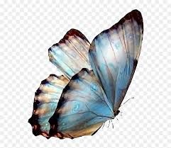 New users enjoy 60% off. Real Butterfly Transparent Images Transparent Background Butterfly Png Png Download Vhv