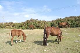 Yonaguni ponia, japonieraz yonaguni uma, 与那国馬, japoniako bertako zaldi arraza bat da. Yonaguni Horse Information Origin History Pictures