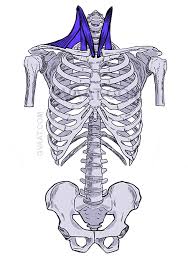 Learn vocabulary, terms and more with flashcards, games and other study tools. How To Draw The Torso Easier An Illustrated Guide Gvaat S Workshop
