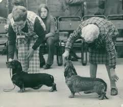 We did not find results for: Two Wirehaired Dachshunds Lining Up For Judging At The Southern Dachshund Vin Vintage Dachshund Dachshund Love Dachshund