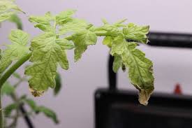 Tomato plant leaves curling and turning brown. Young Tomato Plants Dying Off From Bottom Up
