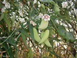 Image result for Asclepias albens