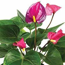 Flowering houseplants bring color and warmth to any room. 23 Colorful Houseplants To Warm Up Your Winter Gardener S Path