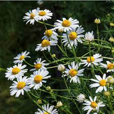 Harvesting harvest chamomile flowers during the entire blooming season; German Chamomile Seeds The Seed Collection