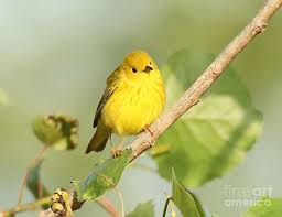Yellow warblers differ only slightly across continental north america. Yellow Warbler Indiana Photograph By Steve Gass