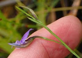 Image result for Psoralea glabra