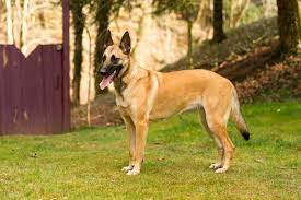 The belgian malinois will do okay in an apartment if it is sufficiently exercised. Belgischer Schaferhund Malinois Charakter Haltung Pflege
