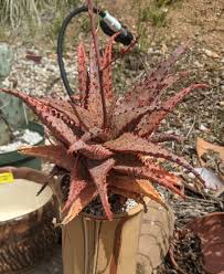 Image result for Aloe canis