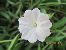 Image result for Ipomoea pes-tigridis