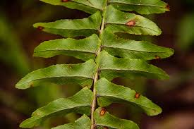 Image result for Nephrolepis undulata