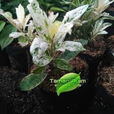 Sebagian besar warga indonesia tidak menyadari bahwa tanaman kastuba merupakan jenis tanaman semak yang mana tanaman bergenre daun ini merupakan asli tanaman meksiko barat. Tanaman Hias Langka Asoka Varigata Shopee Indonesia