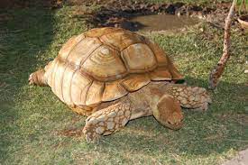 Sulcata Tortoise Care Sheet Reptiles Magazine